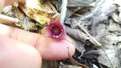 Asarum canadense canadense