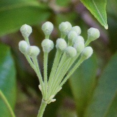 Backhousia citriodora
