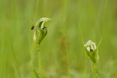 Pterostylis monticola