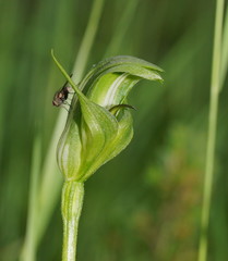 Pterostylis monticola