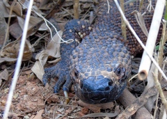 Heloderma horridum