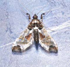 Lineodini