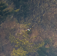 Haliaeetus pelagicus