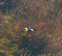 Haliaeetus pelagicus