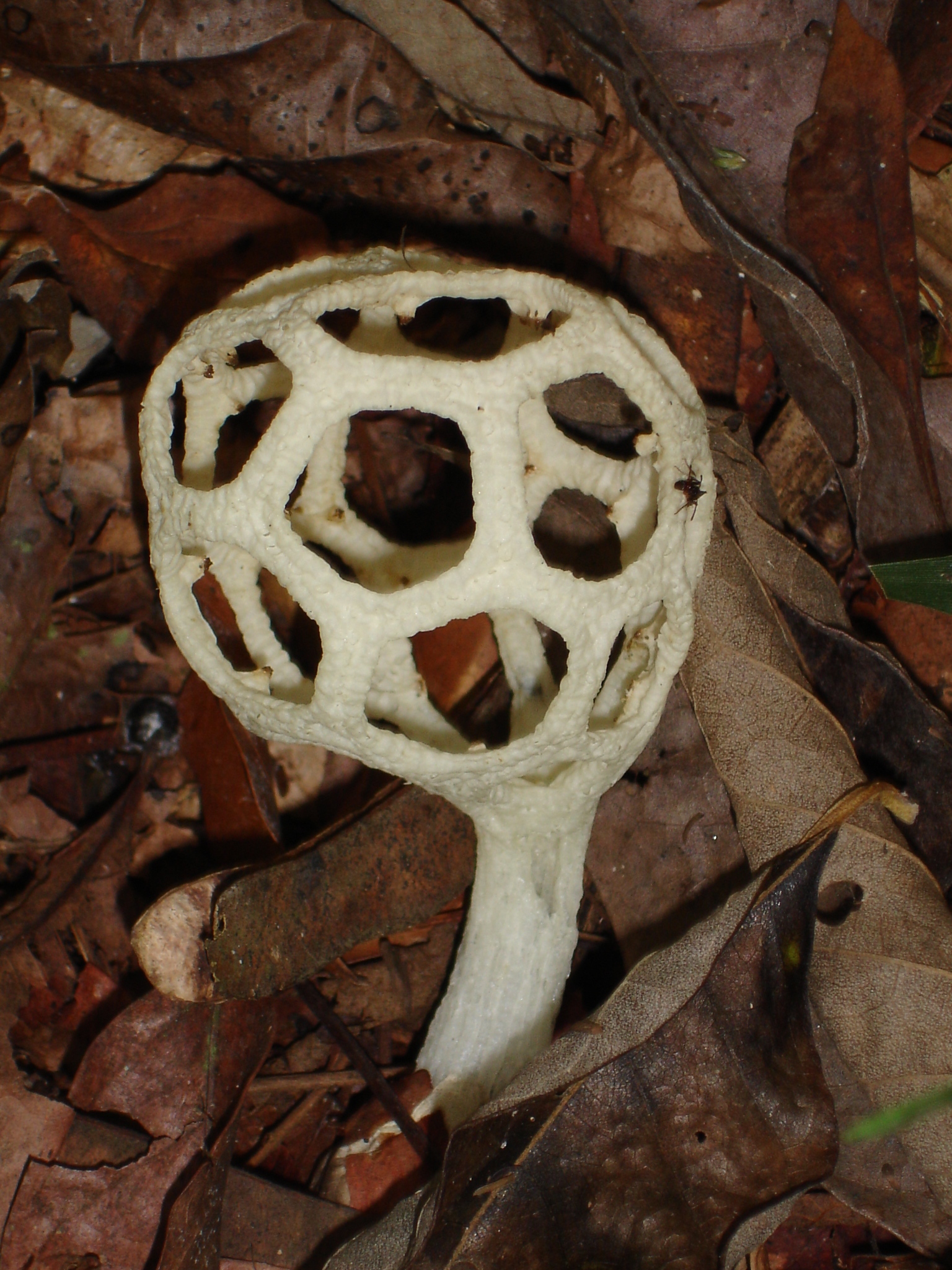 Clathrus chrysomycelinus · iNaturalist