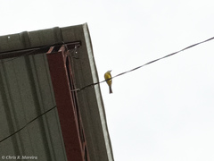 Tyrannus melancholicus