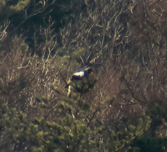 Haliaeetus pelagicus