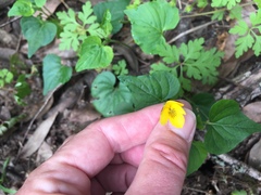 Viola lobata integrifolia