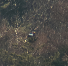 Haliaeetus pelagicus