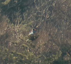 Haliaeetus pelagicus