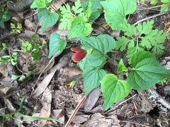 Viola lobata integrifolia