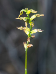 Genoplesium morrisii