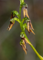 Genoplesium morrisii