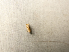 Micrathetis dasarada