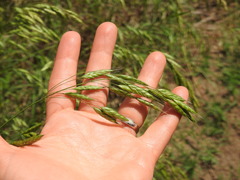 Bromus japonicus