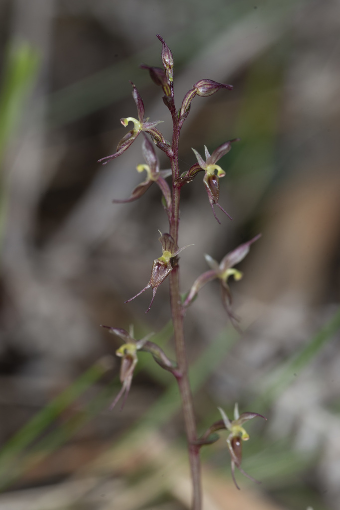 small mosquito-orchid