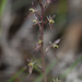 Small Mosquito-Orchid - Photo (c) Keith Martin-Smith, some rights reserved (CC BY-NC-SA), uploaded by Keith Martin-Smith
