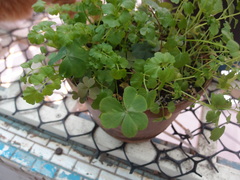 Oxalis debilis