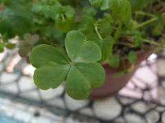 Oxalis debilis