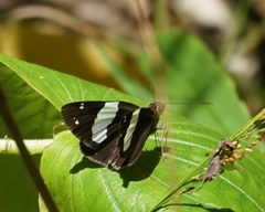 Notocrypta waigensis