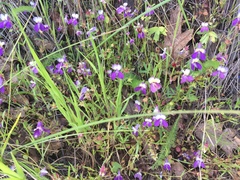 Collinsia sparsiflora