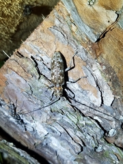 Monochamus carolinensis