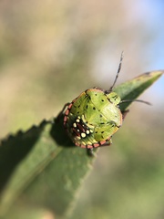 Nezara viridula