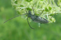 Trachysida mutabilis