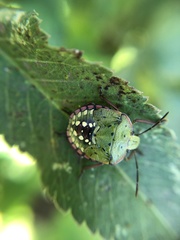 Nezara viridula