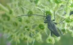 Trachysida mutabilis