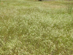 Bromus japonicus