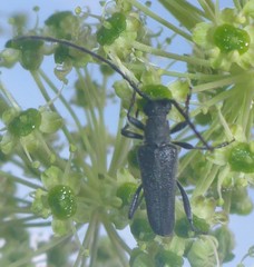 Trachysida mutabilis