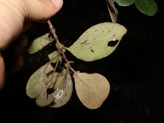 Eugenia hypargyrea