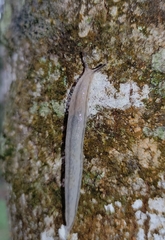 Meghimatium pictum