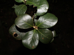 Eugenia hypargyrea