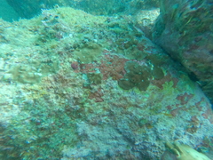 Porites panamensis