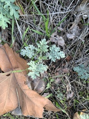 Artemisia absinthium