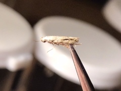 Mompha brevivittella