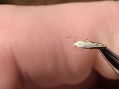 Mompha brevivittella