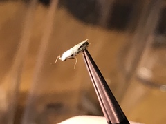 Mompha brevivittella