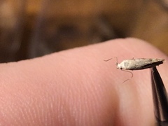 Mompha brevivittella