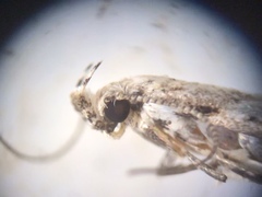 Mompha brevivittella