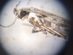 Mompha brevivittella