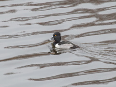 Aythya collaris