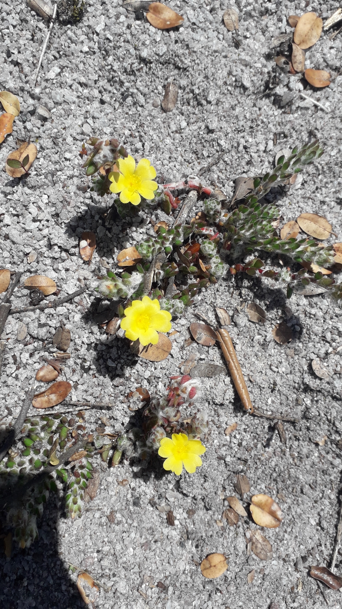 Portulaca hirsutissima