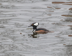 Lophodytes cucullatus