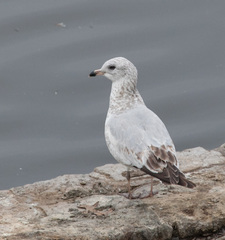 Larus delawarensis