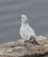 Larus delawarensis