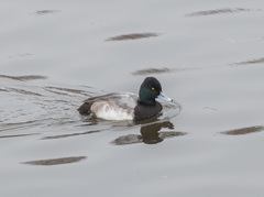 Aythya affinis