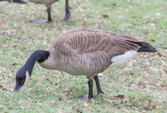 Branta canadensis